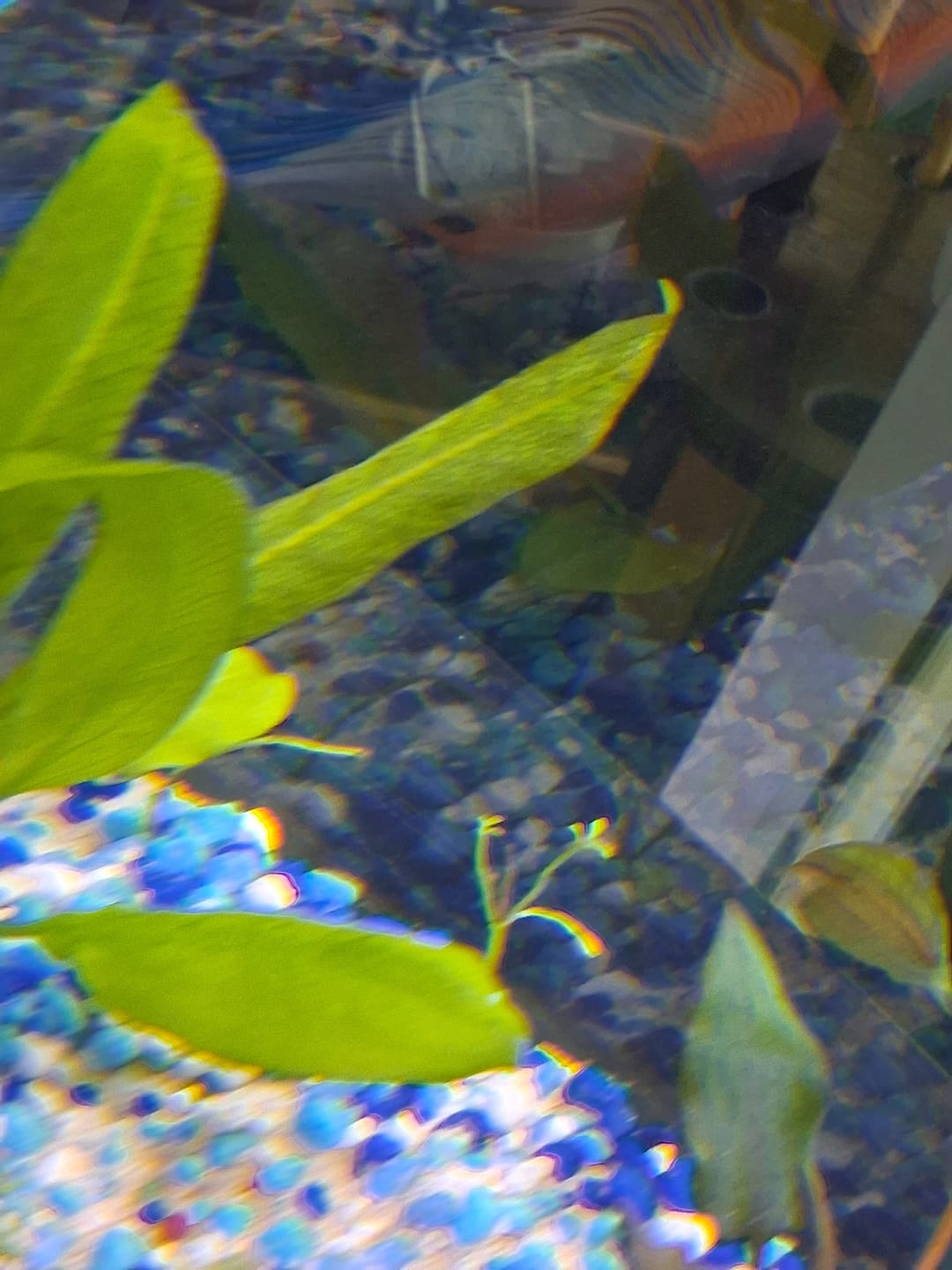 Customer photo review of Rotala Rotundifolia