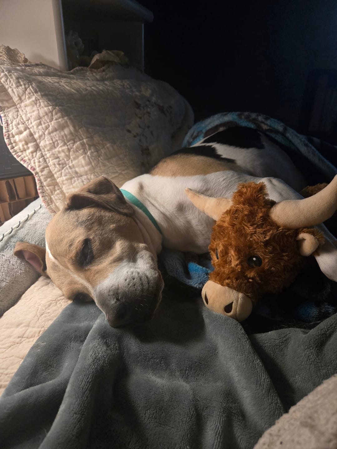Customer photo review of Calming Cow