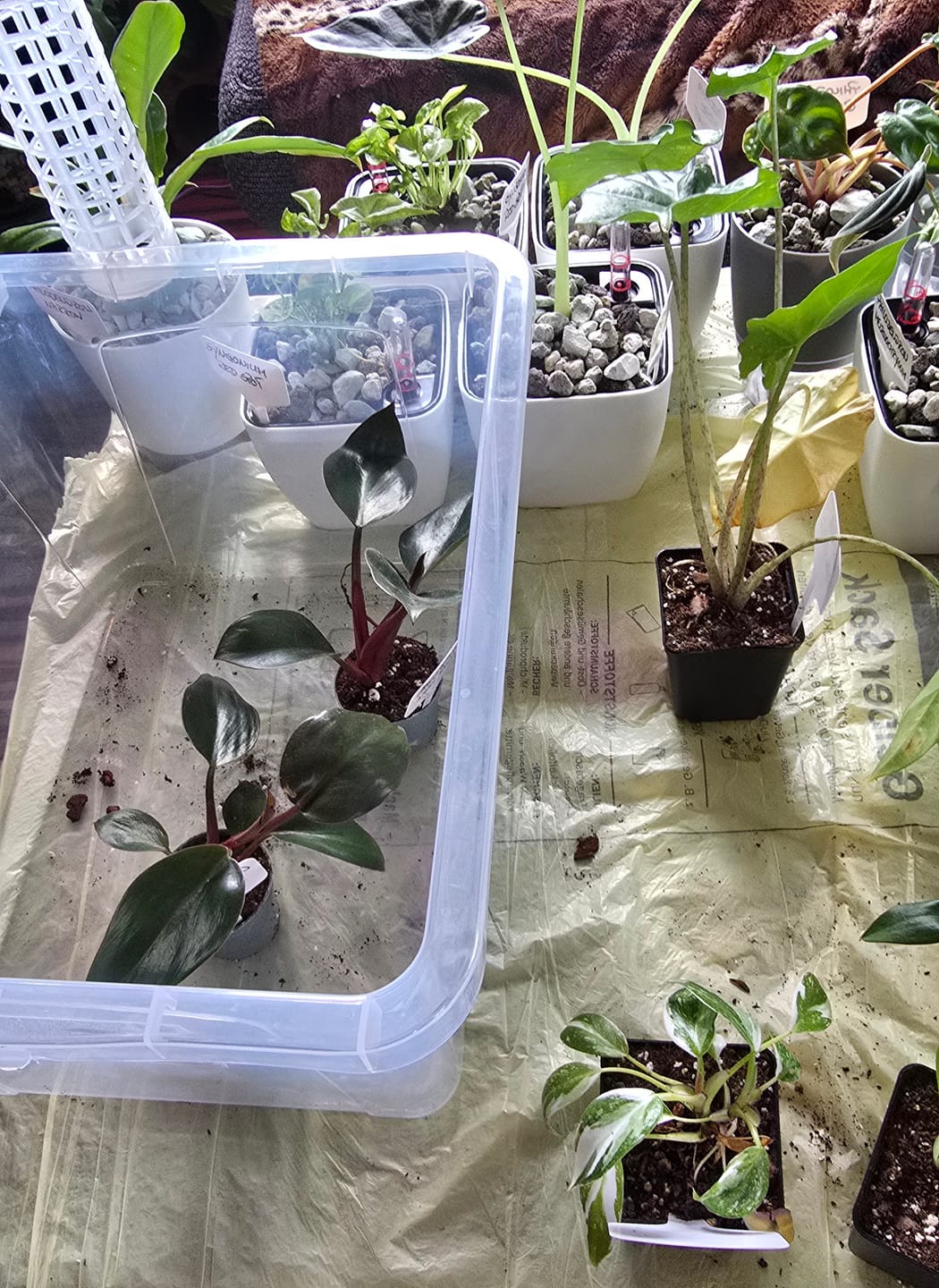 Customer photo review of SAD-PLANT-SET