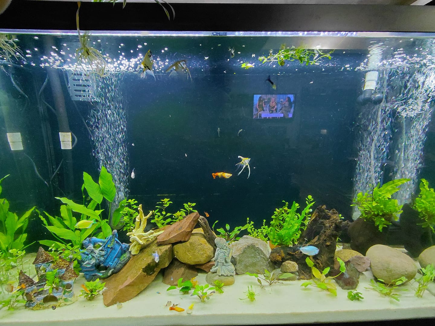 Customer photo review of Cryptocoryne Lutea