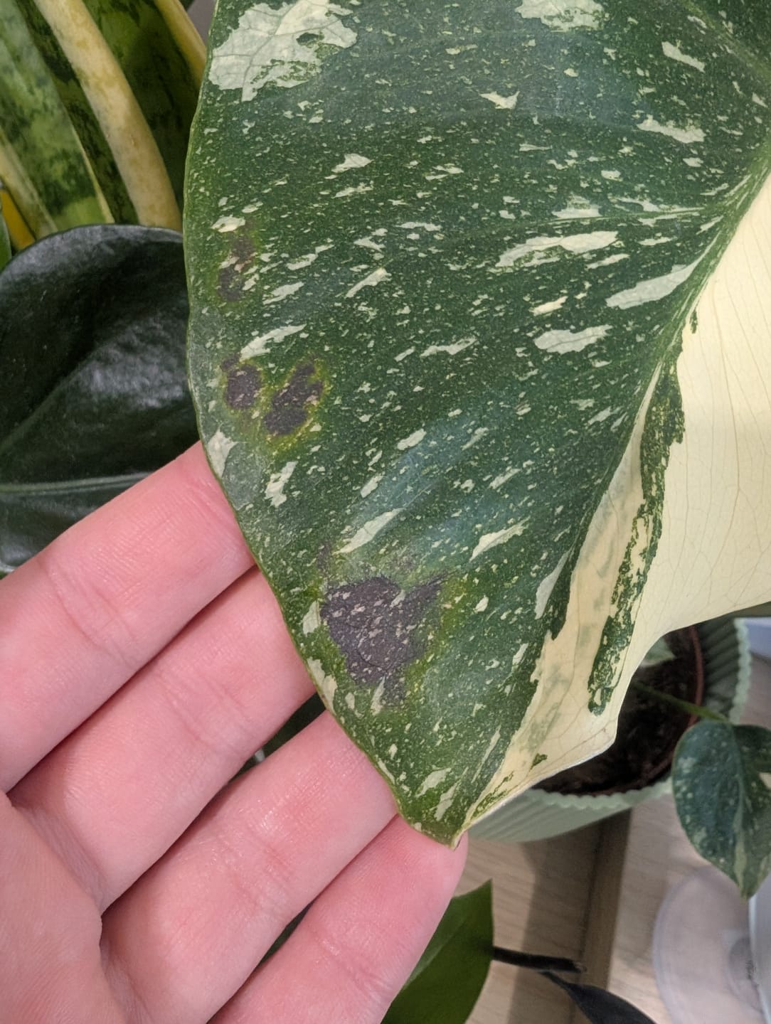 Customer photo review of Monstera Thai Constellation