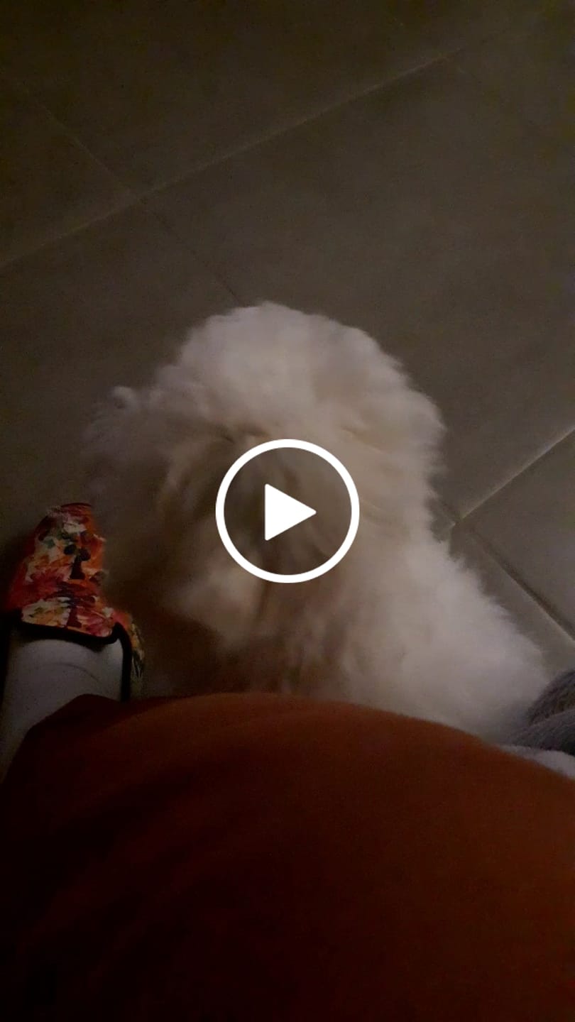 Customer video review of Croquettes Poulet & Petit Pois - Chiot
