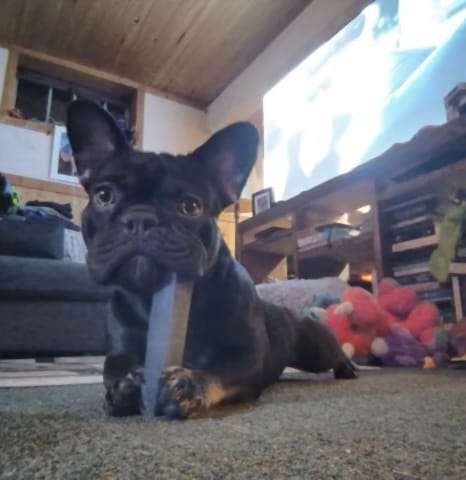 Customer photo review of Blueberry Himalayan Yak Chew (MEDIUM)