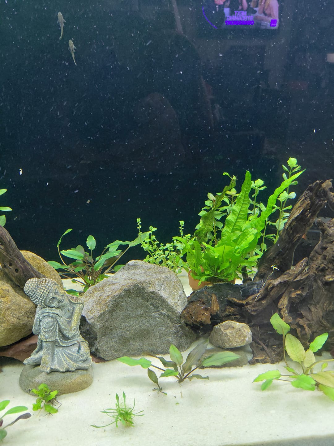 Customer photo review of Water Wisteria (Hygrophila difformis)