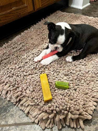 Customer's Boston Terrier puppy chewing on a pink Long-Lasting Yak Chew on a shaggy rug.