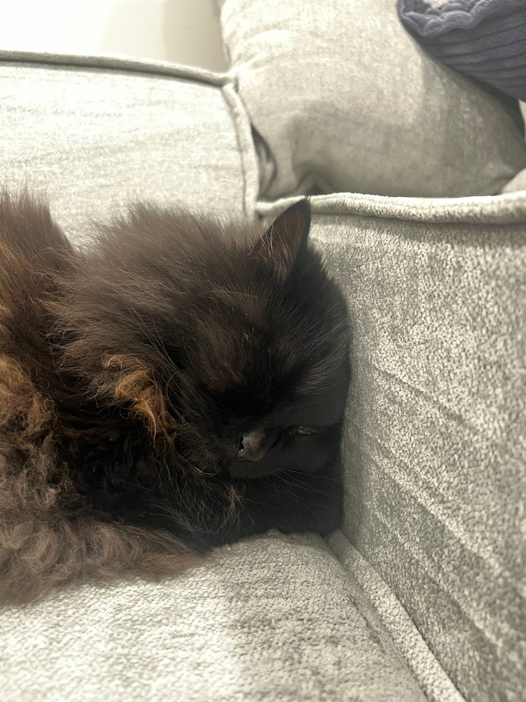 Customer photo review of M1 Sofa Loveseat