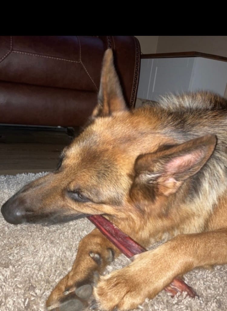 Customer photo review of 12 Inch Monster Bully Stick