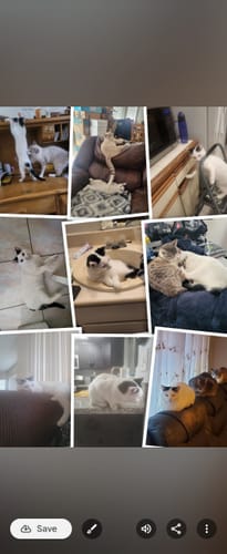 Customer photo review of 2x Blisso Advanced Cat Probiotic | Cat Probiotic for Diarrhea & Kidney Support