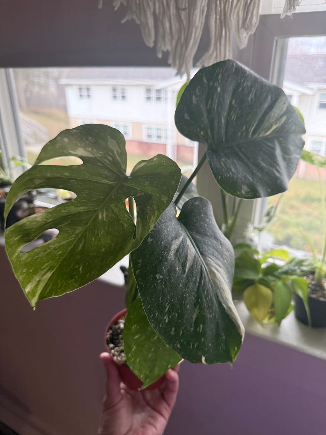 Customer photo review of Monstera deliciosa 'Thai Constellation'