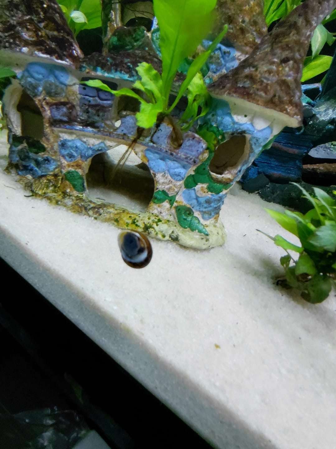 Customer photo review of Nerite Variety 3 pack