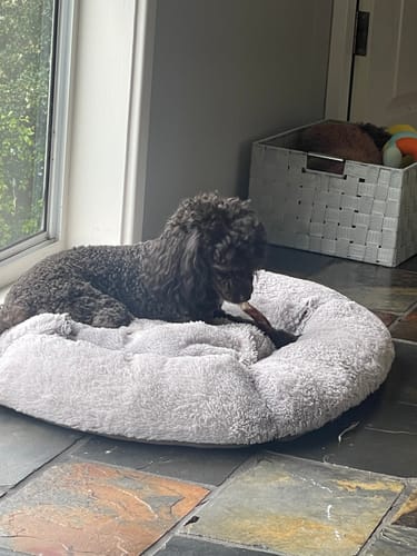 Customer photo review of Pizzle Stix (1kg pack)