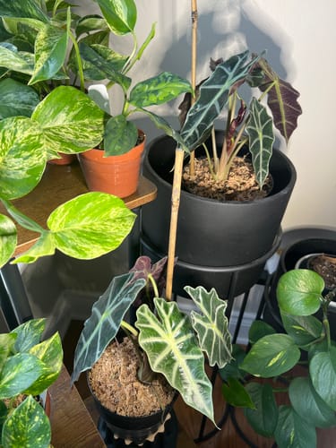 Reviewer's two healthy Alocasia Polly plants with dark, arrow-shaped leaves displayed indoors among other plants.