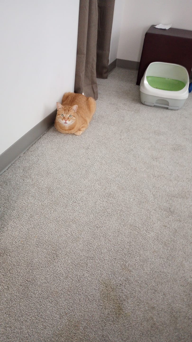 Customer photo review of Cat UTI & Kidney Support Remedy