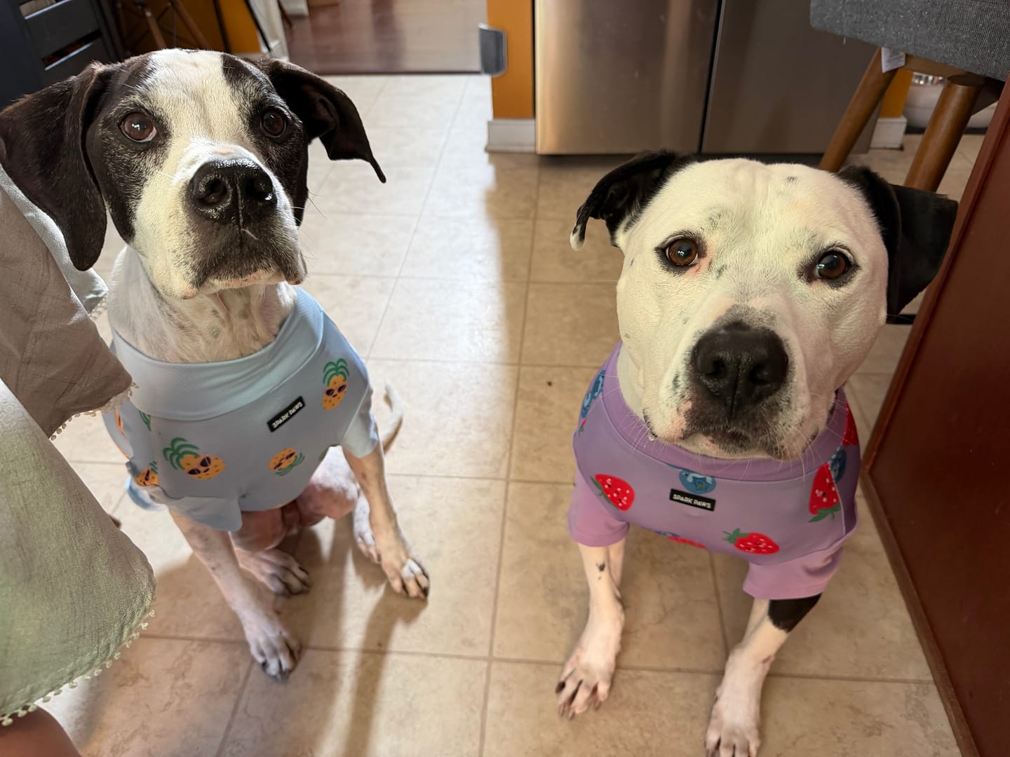 Customer photo review of Sunblock Dog T-Shirt - Berries