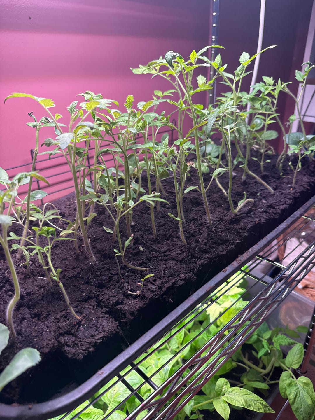 Customer photo review of Soil Blocking Mix*