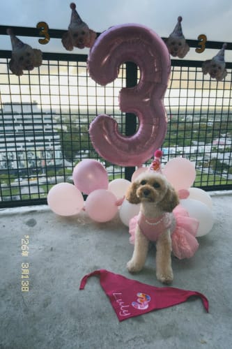 Customer photo review of Lite Personalized Dog Party Pack