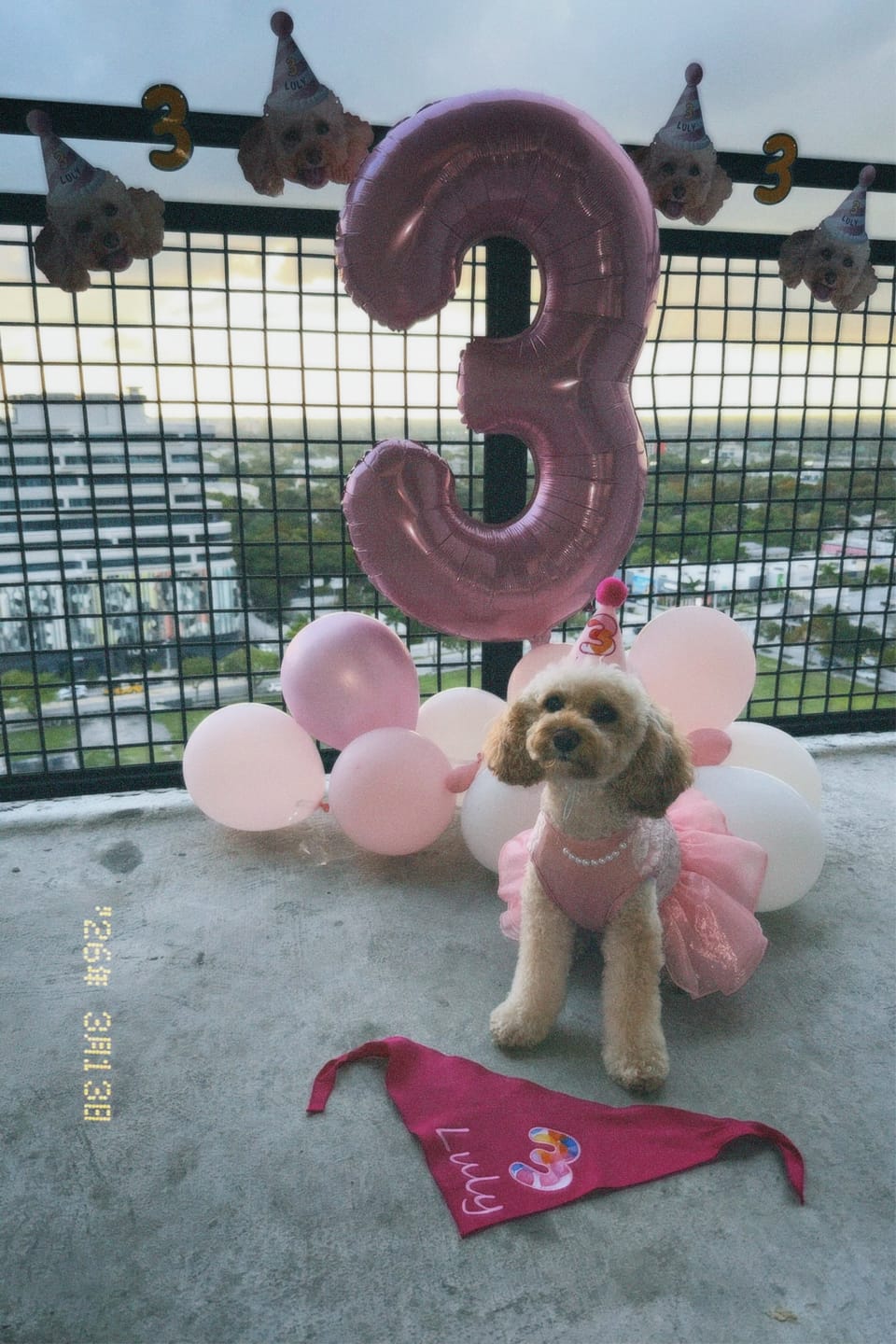 Customer photo review of Lite Personalized Dog Party Pack