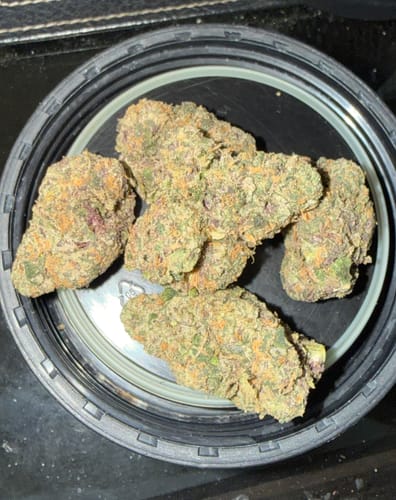 Customer's close-up of colorful Skunk flower buds, showing orange and purple accents inside a jar lid.