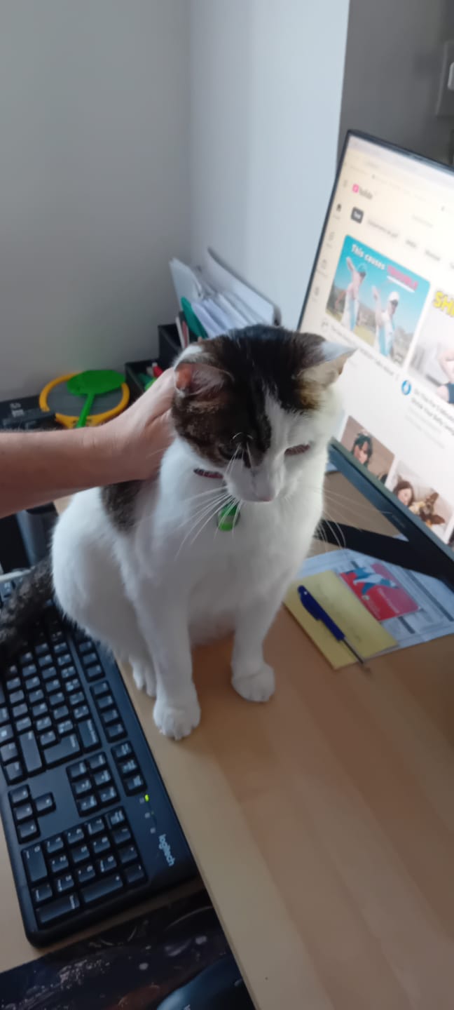 Customer photo review of Pâtée Volaille & Légumes (x16) - Chat