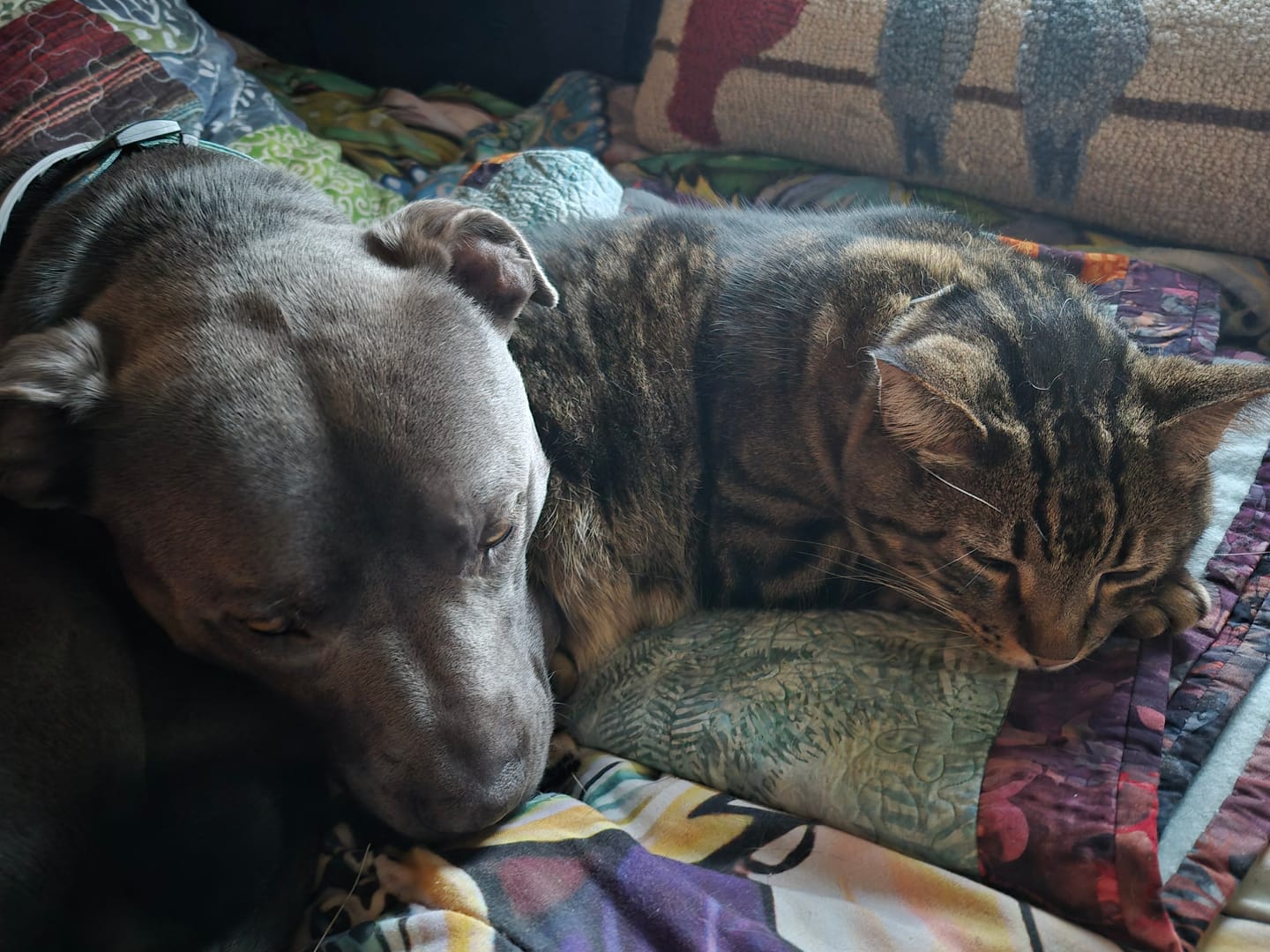 Customer photo review of GCP Flea & Tick Natural Defense for Dogs - 100 Soft Chews