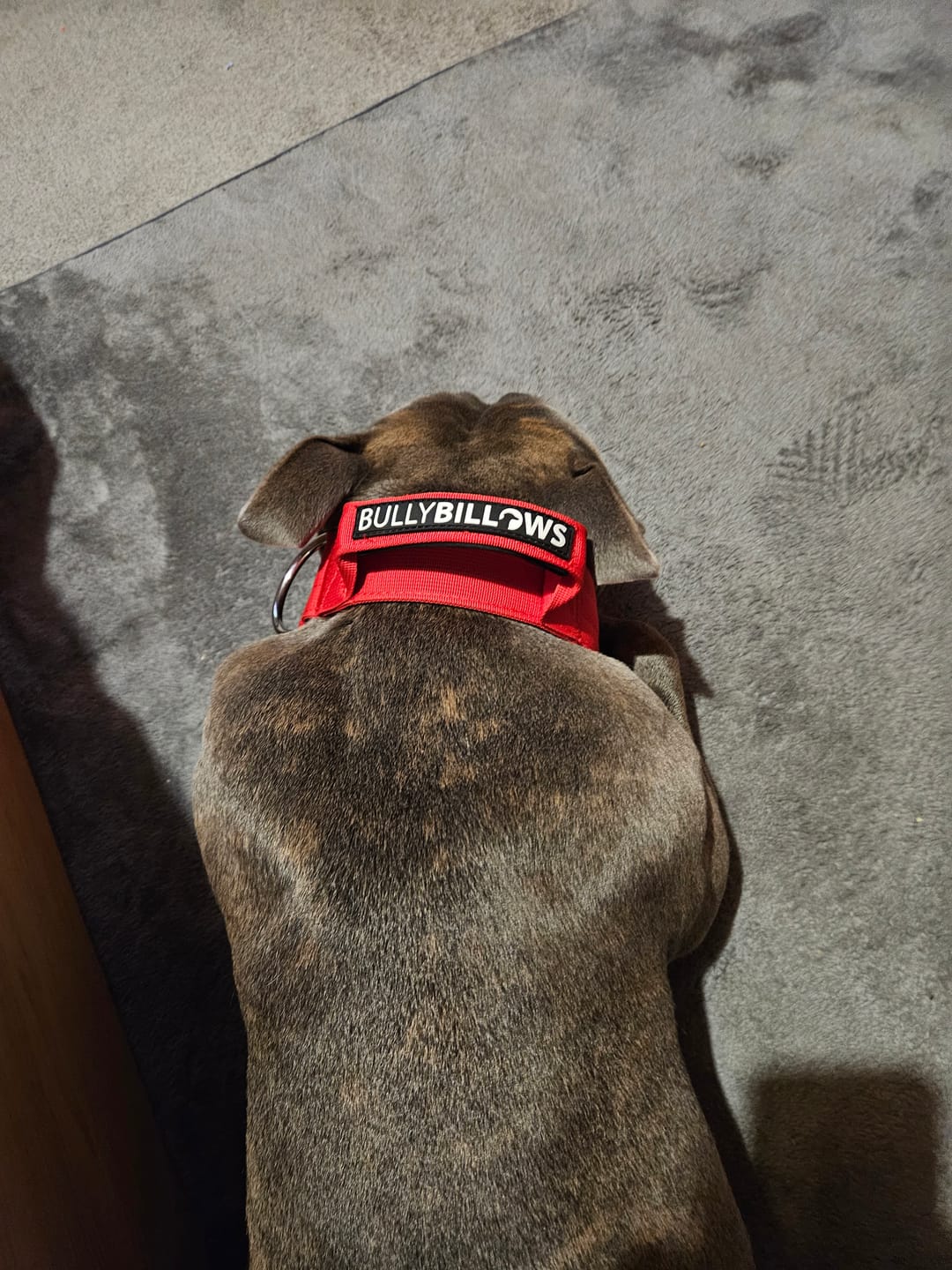 Customer photo review of 5cm Combat® Collar | With Handle & Secure Clip - Red
