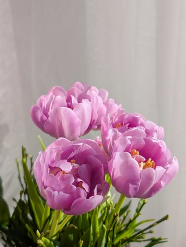 Customer's photo of soft purple tulips edited with the Beige Morning Lightroom Presets.
