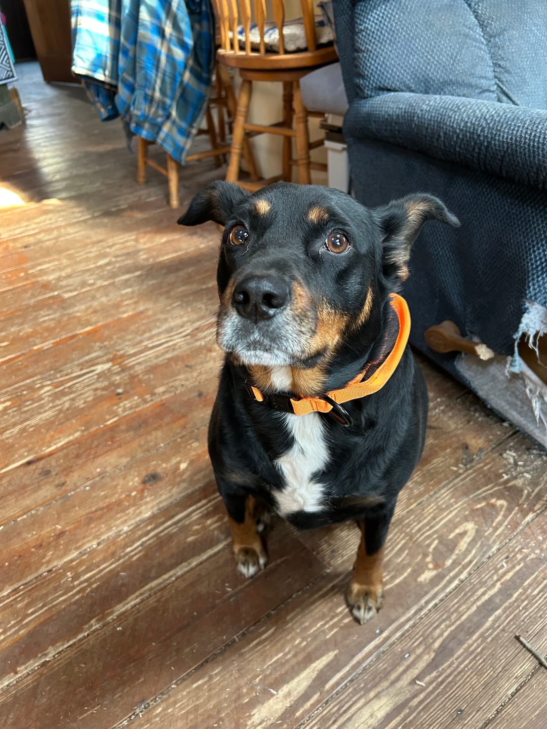 Customer photo review of Metal-Buckle Tactical K9 Dog Collar With Hook & Loop Panel & Top Handle