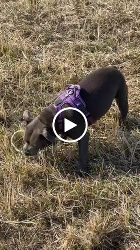 Customer video review of Anti Pull Hurricane Harness Lighter | With Handle - Purple