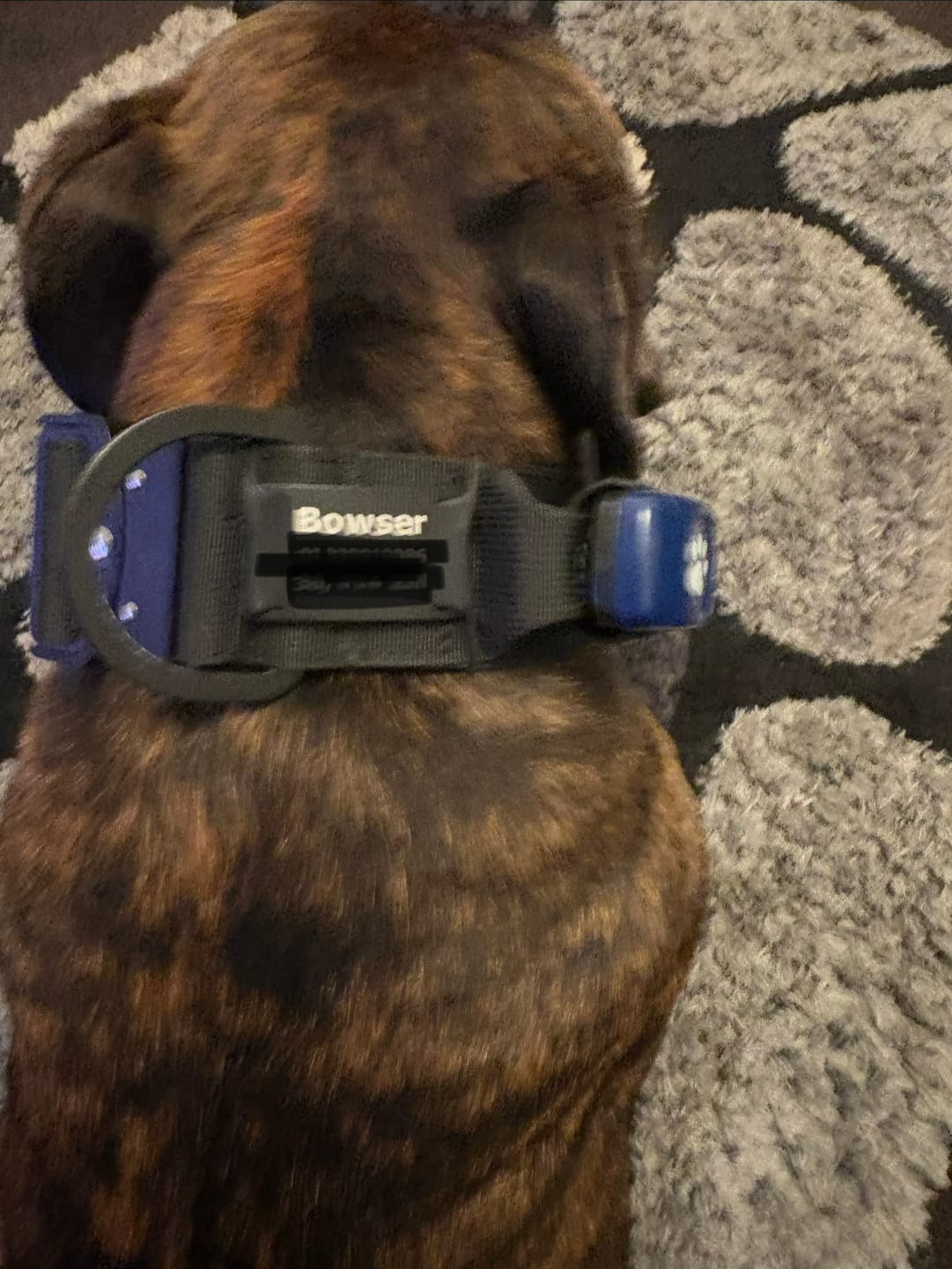 Customer photo review of Dog ID Attachment Tag (6 Colour Choices)