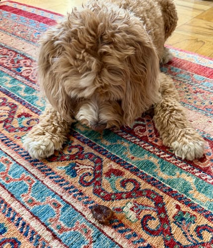 Customer's fluffy dog patiently looking at a single Organic Medjool Cooking Date on a colorful rug.