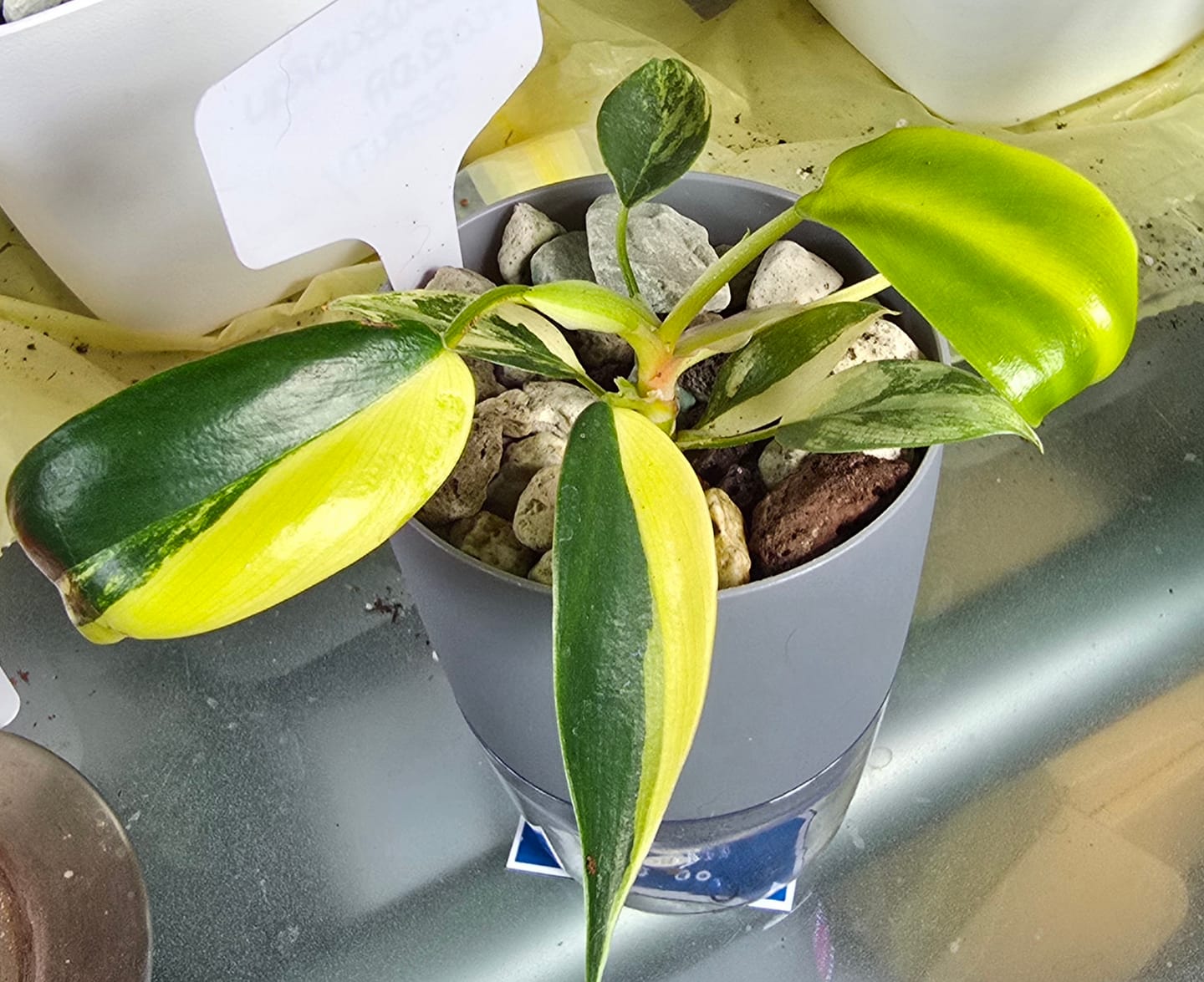 Customer photo review of PHILODENDRON FLORIDA BEAUTY