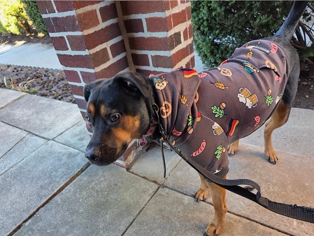 Customer photo review of The Germany Dog Hoodie - Dark Brown