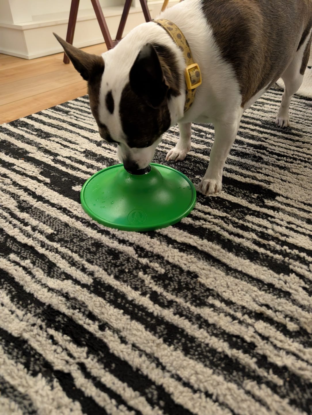 Customer photo review of Soothing Saucer