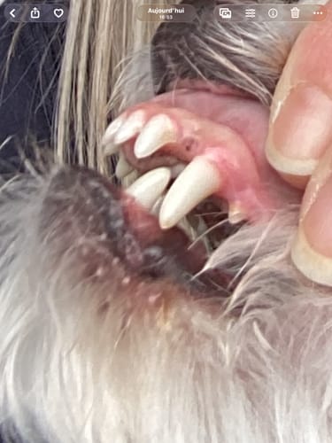 Customer photo review of NatureVet - Plaque Off pour chien