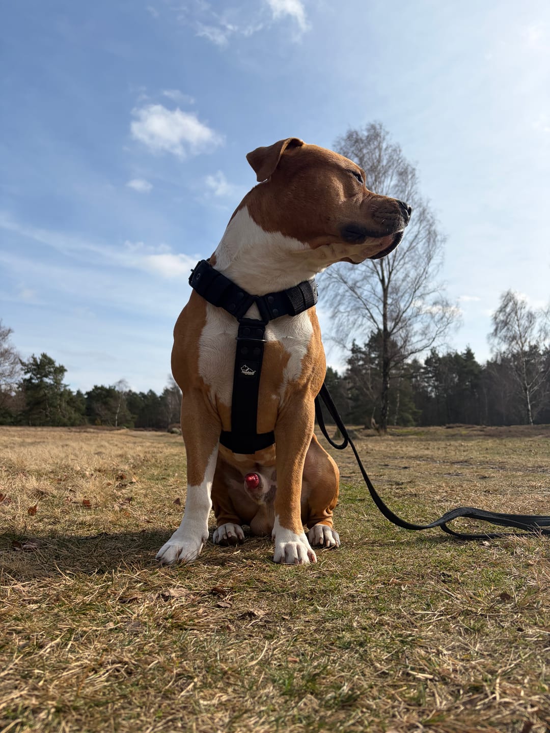 Customer photo review of Easy Walk Black Edition Svart - Sele med handtag