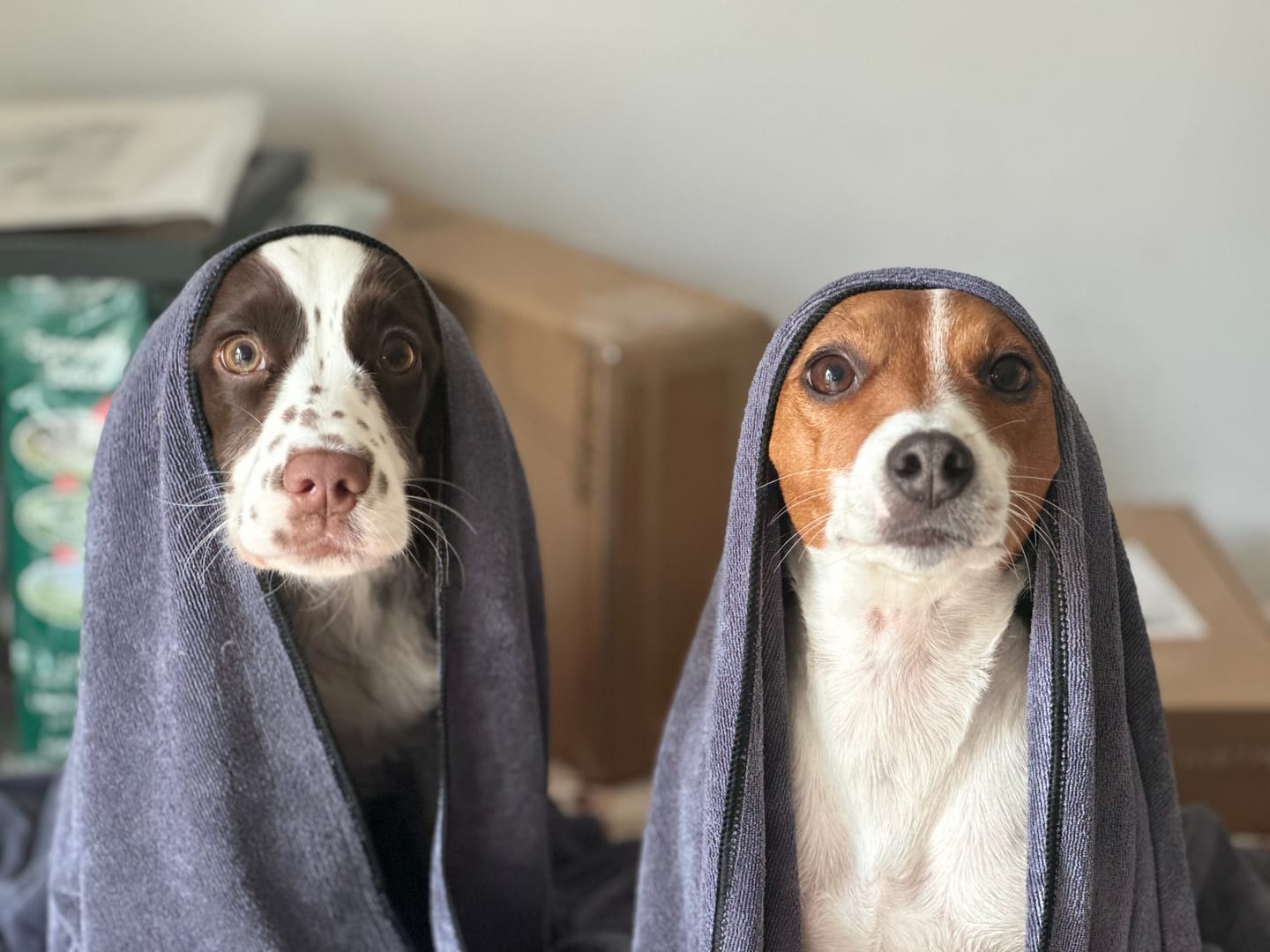 Customer photo review of Luxury Dog Towel