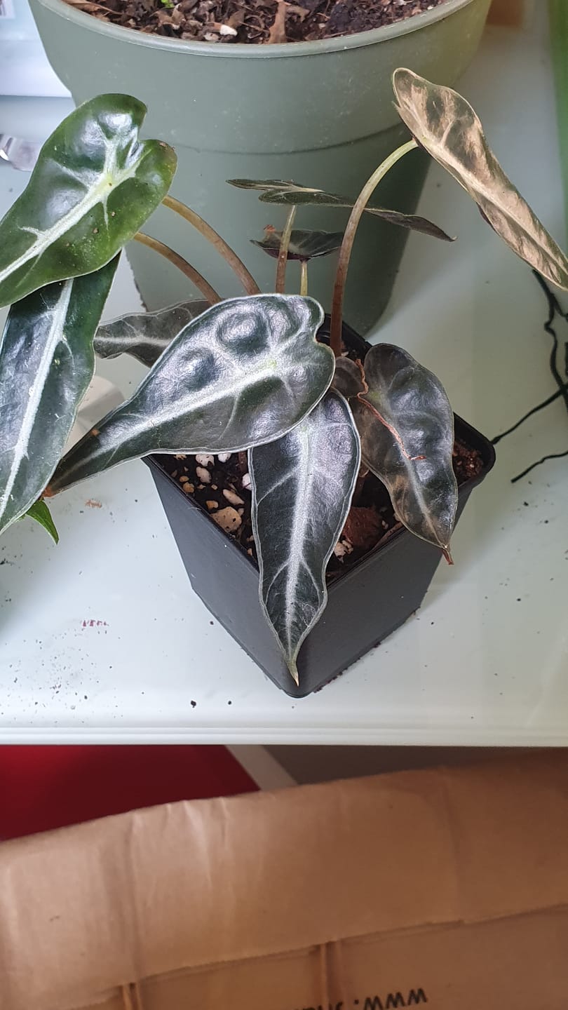 Customer photo review of ALOCASIA BAMBINO