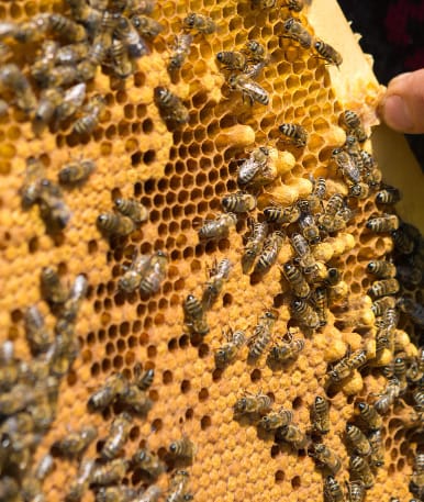 Customer photo review of BeeCastle Hives 10 Frame 4 Layer Complete Cedar Wood Beehive Kit:Designed with 2 Deep Beehive Boxes and 2 Super Bee Boxes,with Premium Wooden Frames and Beeswax Plastic Foundation