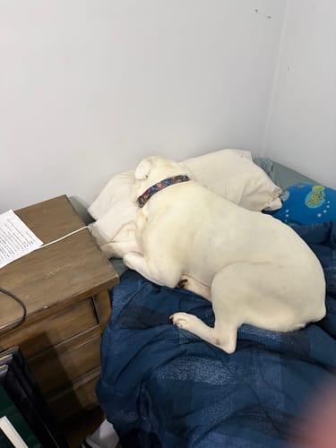 Customer photo review of Mellow CloudAlign™ Pillow