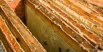 Customer photo review of BeeCastle Hives 10 Frame 2 Layer Complete Langstroth Beehive Kit,100% Beeswax Dipped Bee Hive Include 1 Deep Brood Bee Box and 1 Super Bee Box Beehive with Pine Frames and Beeswax Coated Plastic Foundation Sheet