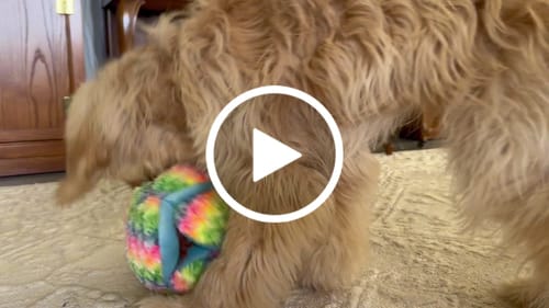 Customer video review of Stuffies Treat Dispensing Plush Toys