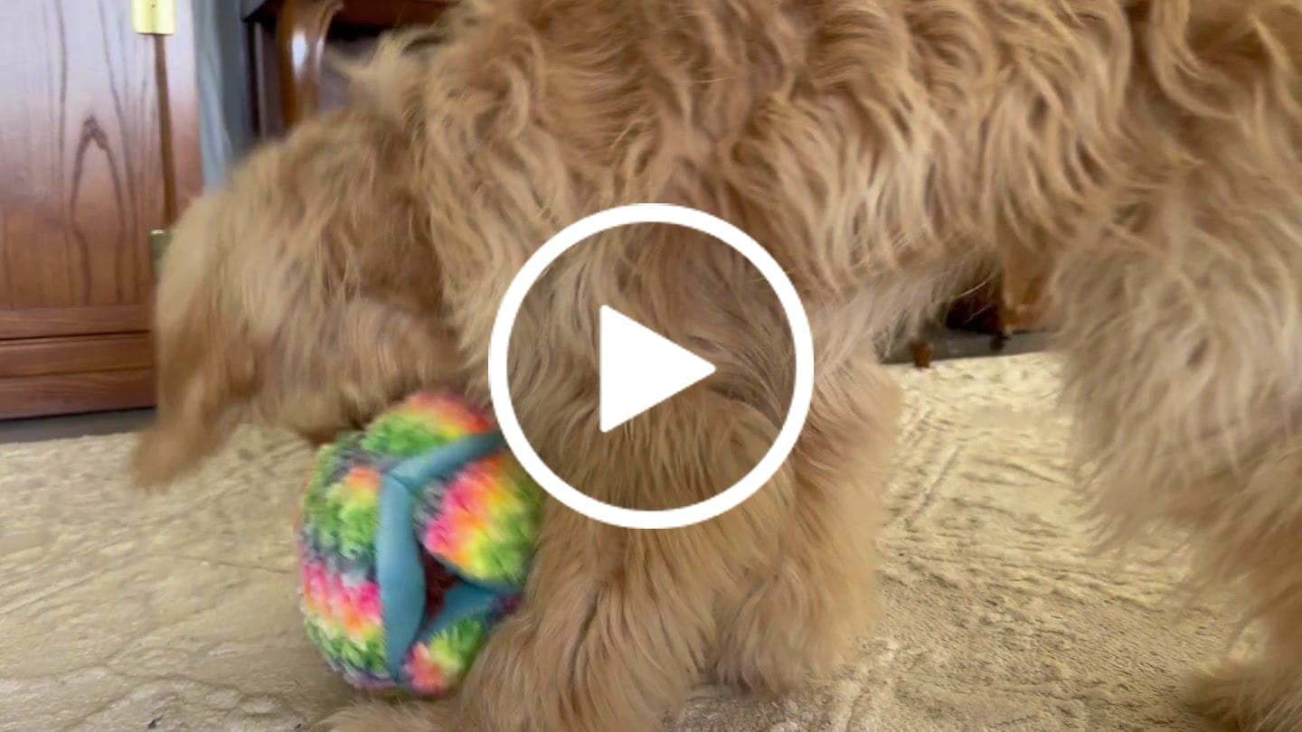 Customer video review of Stuffies Treat Dispensing Plush Toys