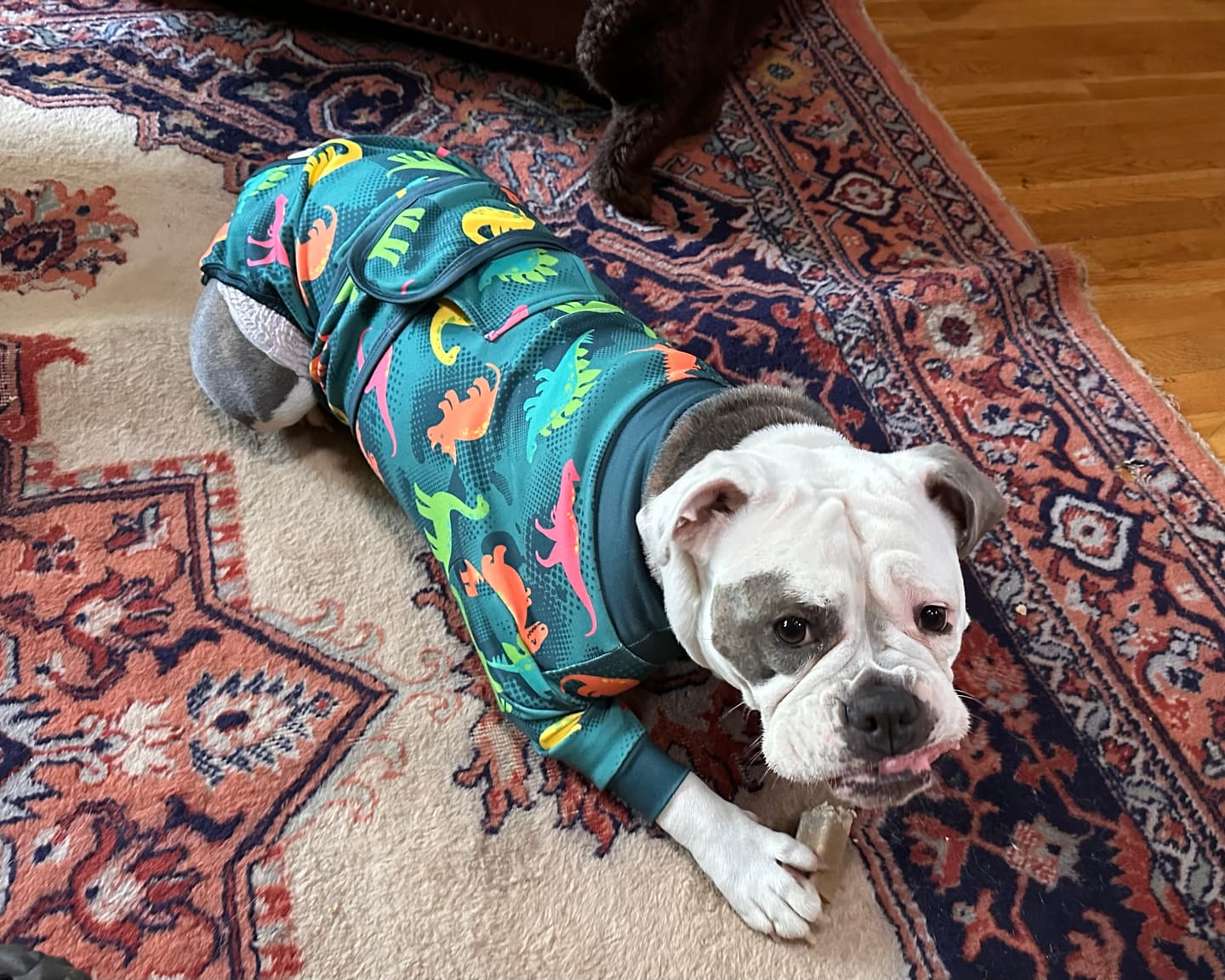 Customer photo review of Dog Surgical Suit