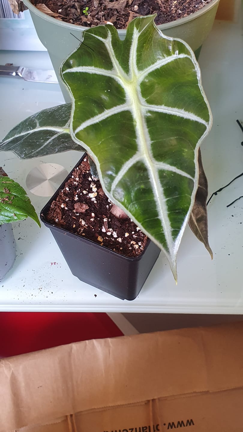 Customer photo review of ALOCASIA AMAZONICA