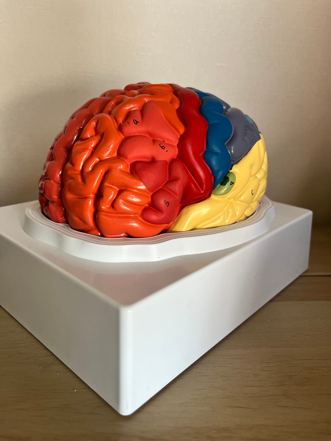 Customer photo review of Cerebro desarmable color 2 partes