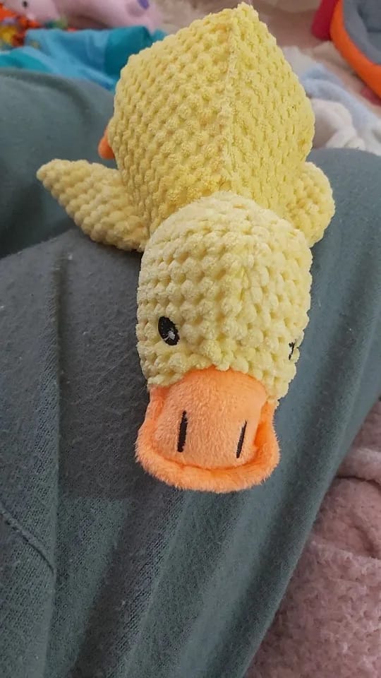Customer photo review of Plush Blue Goose Dog Chew Toy