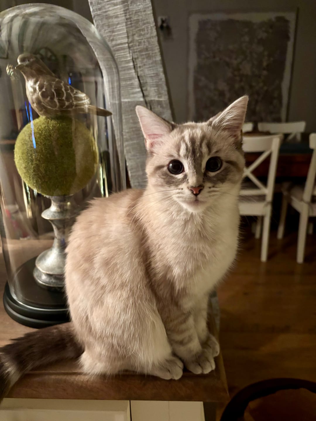 Customer photo review of Mousses riches en volaille & aux carottes (Chaton)