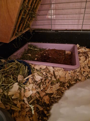 Ein Kunde zeigt die dunkle Kleintiereinstreu in einer lila Tiertoilette in einem Gehege.