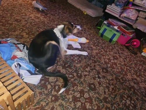 Customer photo review of 50cm Soft Anxiety Reducing Colorful Duck Plush Toy for Dogs | Dog Toys