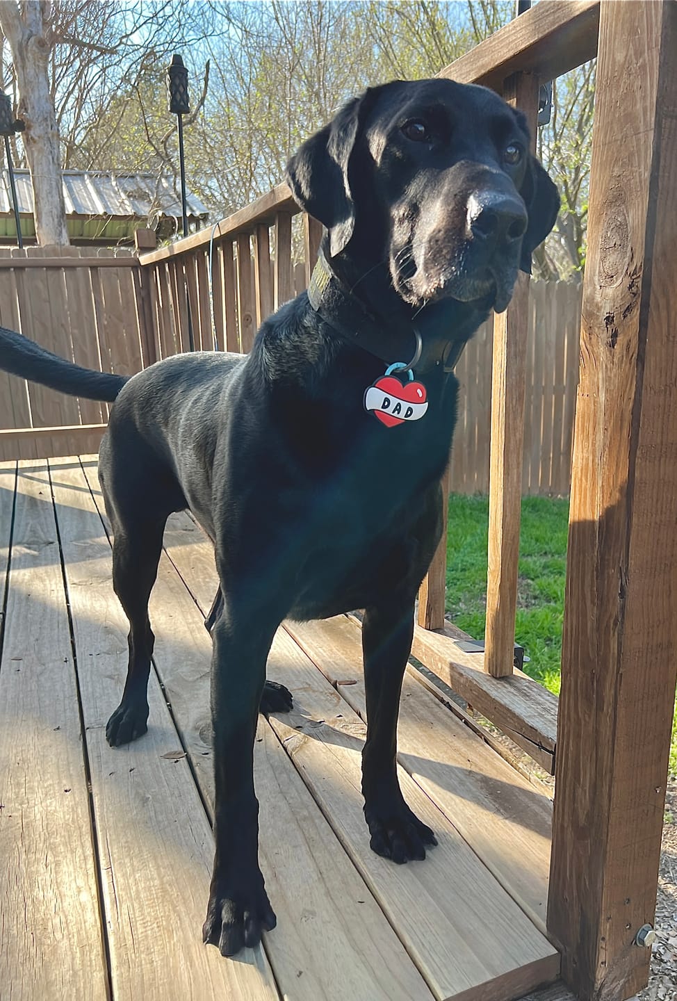 Customer photo review of Dad Tattoo Jiby Dog Charm